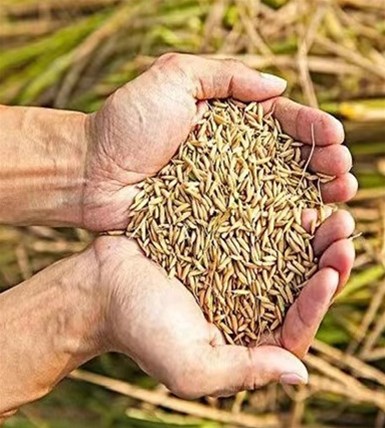 山西省农业农村厅关于印发山西省农业种质资源保护与利用发展规划（2021-2035）的通知